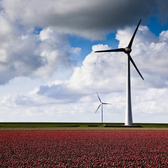 Windmolens tulpenveld